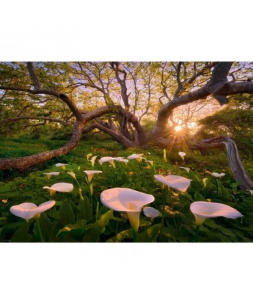 Puzzle 1000p Magic Forests Calla Clearing Heye
